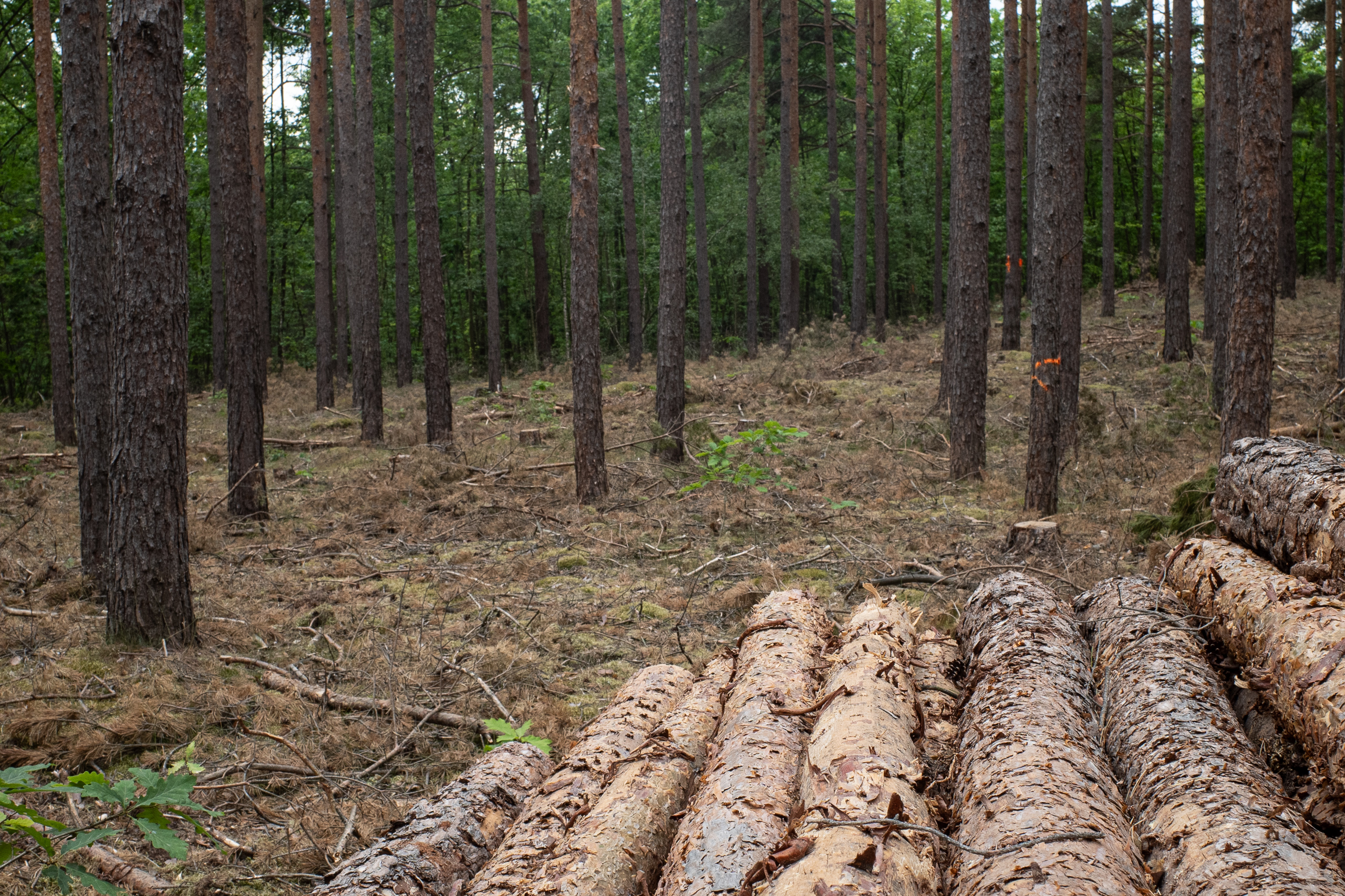 Abendessen im Hotelrestaurant